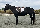Jumping Lesson Horse Bandet