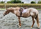 Flashy Lesson Horse Tequila