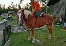 Daisy - Mare in Jacksonville, FL Daisy - Mare in Jacksonville, FL