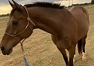 Thoroughbred - Horse for Sale in Athens, GA 30605 Thoroughbred - Horse for Sale in Athens, GA 30605