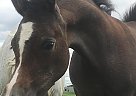 2019 Exxalt son - Stallion in Madison, ME 2019 Exxalt son - Stallion in Madison, ME
