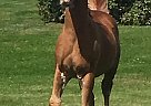 2019 colt - Stallion in Madison, ME 2019 colt - Stallion in Madison, ME