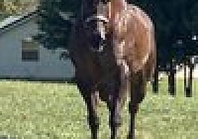 Quarter Horse (Quarter Horse, Gelding) in Silver Lake, IN