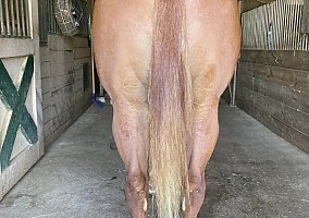 Quarter Horse (Quarter Horse, Gelding) in Silver Lake, IN