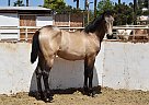 Andalusian - Horse for Sale in SAN DIEGO, CA 92021