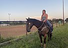 Quarter Horse - Horse for Sale in Houston, TX 0000