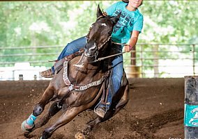 Quarter Horse (Quarter Horse, Mare) in Houston, TX