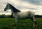 Smooth and Motivated TWH Gelding Tennessee Walking Gelding