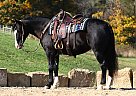 Quarter Horse - Horse for Sale in , MD 21202