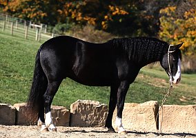 Quarter Horse (Quarter Horse, Gelding) in MD