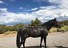 Poco Billy - Stallion in Montrose, CO