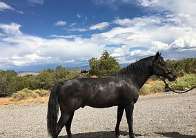 Quarter Horse (Quarter Horse, Stallion) in Montrose, CO
