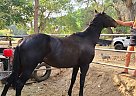 Thoroughbred - Horse for Sale in SANTA CLARITA, CA 91390