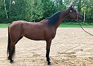 Arabian Gelding for Sale in Kronenwetter, Wisconsin Arabian Gelding for Sale in Kronenwetter, Wisconsin