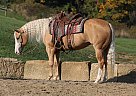 Quarter Horse - Horse for Sale in , NJ 07101