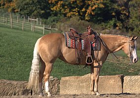 Quarter Horse (Quarter Horse, Mare) in NJ