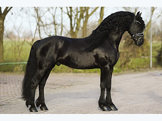 Beautiful Sterling Horse