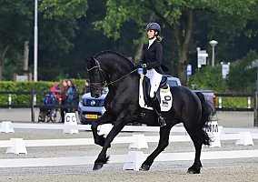 Friesian (Friesian, Stallion) in Solvang, CA
