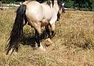 Copper Camel - Stallion in Beavercreek, OR Copper Camel - Stallion in Beavercreek, OR