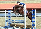 Hanoverian - Horse for Sale in Rychvald, 73532 Hanoverian - Horse for Sale in Rychvald, 73532