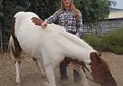 Paint Pony - Horse for Sale in lincoln, CA 95648
