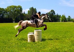 Hanoverian (Hanoverian, Mare) in Plano, IL