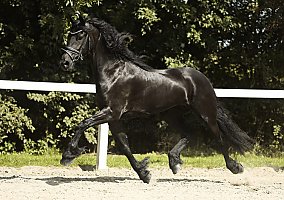 Friesian (Friesian, Mare) in Solvang, CA
