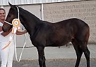Bowie - Stallion in Springfield, OH Bowie - Stallion in Springfield, OH