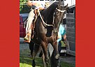 Friesian - Horse for Sale in Holmesville, OH 44633 Friesian - Horse for Sale in Holmesville, OH 44633