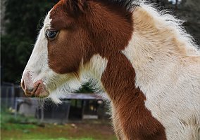 Gypsy Vanner