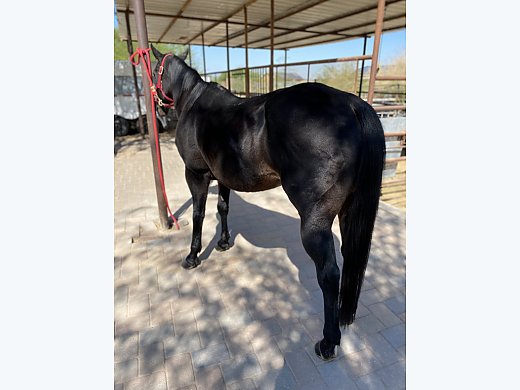 Horse 🐎