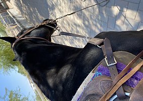 Quarter Horse (Quarter Horse, Gelding) in Rainbow valley, AZ