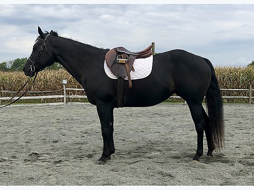 Jumping/Gaming/Lesson Horse Quarter Horse for Sale in