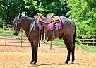 Quarter Horse - Horse for Sale in Alabama, AL 35205