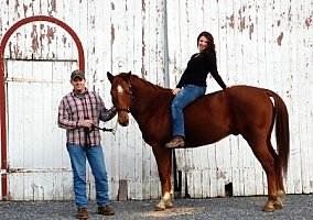 Maximus Quarter Horse Gelding
