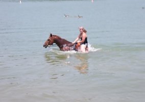 Maximus (Quarter Horse, Gelding) in Fleetwood, PA