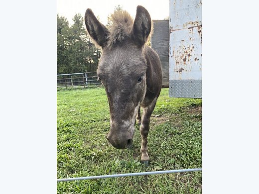Mini Mule John