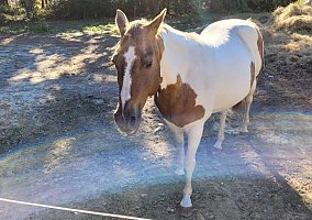 Paint (Paint, Mare) in Hartsville, SC