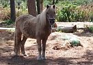 Pony - Horse for Sale in Hartsville, SC 29550 Pony - Horse for Sale in Hartsville, SC 29550
