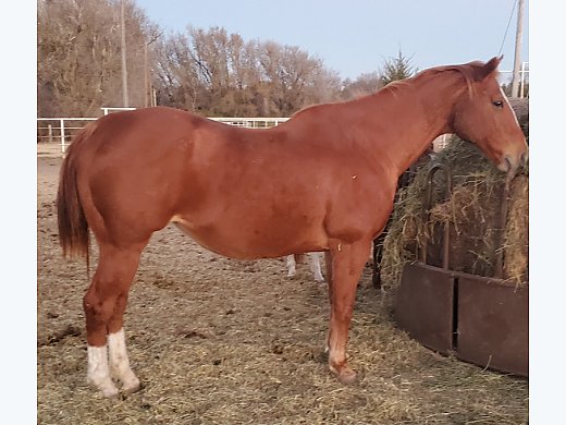 Running Bred Breeding Mare