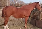 Quarter Horse - Horse for Sale in Stafford, KS 67578 Quarter Horse - Horse for Sale in Stafford, KS 67578