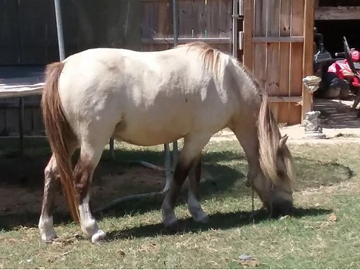 Shetland for Sale