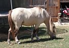 Shetland Pony - Horse for Sale in Hartsville, SC 29550