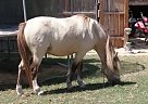 Shetland Pony - Horse for Sale in Hartsville, SC 29550 Shetland Pony - Horse for Sale in Hartsville, SC 29550