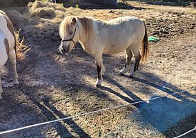 Shetland Pony (Shetland Pony, Gelding) in Hartsville, SC