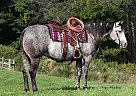Quarter Horse - Horse for Sale in , NJ 07101