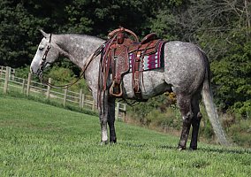 Quarter Horse (Quarter Horse, Gelding) in NJ