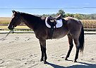 Biggs - Gelding in Oley, PA Biggs - Gelding in Oley, PA