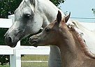 Heavens Grace - Mare in Madison, ME Heavens Grace - Mare in Madison, ME