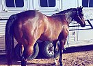 Other - Horse for Sale in Stephenville, TX 76401